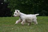 WESTIE 460